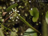 Marsh Pennywort: <i>Hydrocotyle umbellata</i>