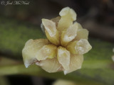 female <i>Amborella trichopoda</i> (with staminode)