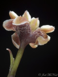 <i>Amborella trichopoda</i> underside of tepals