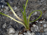 Piedmont Quillwort: <i>Isoetes piedmontana</i>