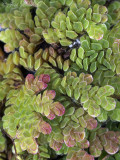 Mosquito Fern: Azolla caroliniana
