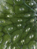 Air pores on Conocephalum conicum