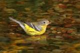 Magnolia Warbler bathing.jpg