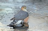 Sharp-shinned Hawk1.jpg