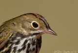 Ovenbird