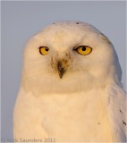 Snowy Owl