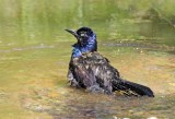 Common Grackle