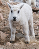 baby mountain goat