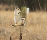 Short Eared Owls