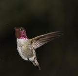 hummingbirds
