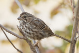 Song Sparrow 2.jpg