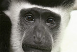 Colobus eyes.jpg