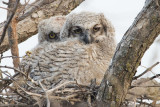 Great Horned Owl chicks.jpg