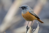 Eastern Black Redstart - Oosterse Zwarte Roodstaart - Phoenicurus ochruros Phoenicuroides