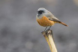 Eastern Black Redstart - Oosterse Zwarte Roodstaart - Phoenicurus ochruros Phoenicuroides