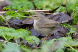 Dusky Warbler - Bruine Boszanger