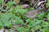 Dusky Warbler - Bruine Boszanger