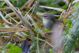 Dusky Warbler - Bruine Boszanger