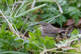 Dusky Warbler - Bruine Boszanger