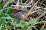 Dusky Warbler - Bruine Boszanger