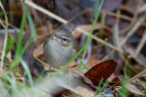 Dusky Warbler - Bruine Boszanger