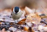 Marsh Tit - Glanskop