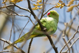 Rose-ringed Parakeet - Halsbandparkiet
