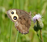 Field farm-Butterfly