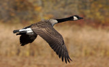 great meadows-Goose in flight