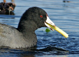 great meadows-12-11-12 Coot with Lunch