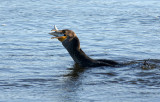 Anhinga swallowing Fish