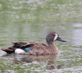 blue winged teal/sarcelle a ailes bleues