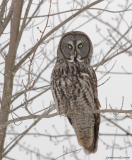 Great Gray Owl/Chouette lapone