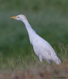 cattle egret/Héron garde-bœuf