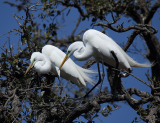 Snowy Egret/Aigrette neigeuse