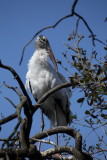 Wood Stork/Tantale dAmérique