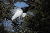 Snowy Egret/Aigrette neigeuse