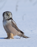 northern hawk owl/chouette épervière