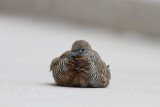 zebra dove/Géopélie zébrée