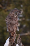 Great Gray Owl/Chouette lapone