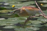 sgarza ciuffetto  con pesce
