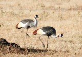 D3_521 Grey Crowned Cranes.jpg