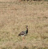 D3_744 Black Stork.jpg