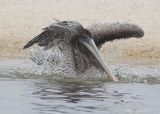 Brown Pelican Bathing
