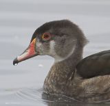 Wood Duck, Eclipse Plumage