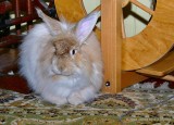 Harry Rabbit
