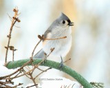 Chirpy Tufted Titmouse