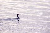 Evening Swim