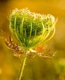 Weed