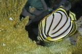 Collared Butterflysfish